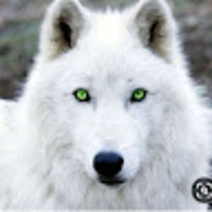 Meet your Posher, Gayle